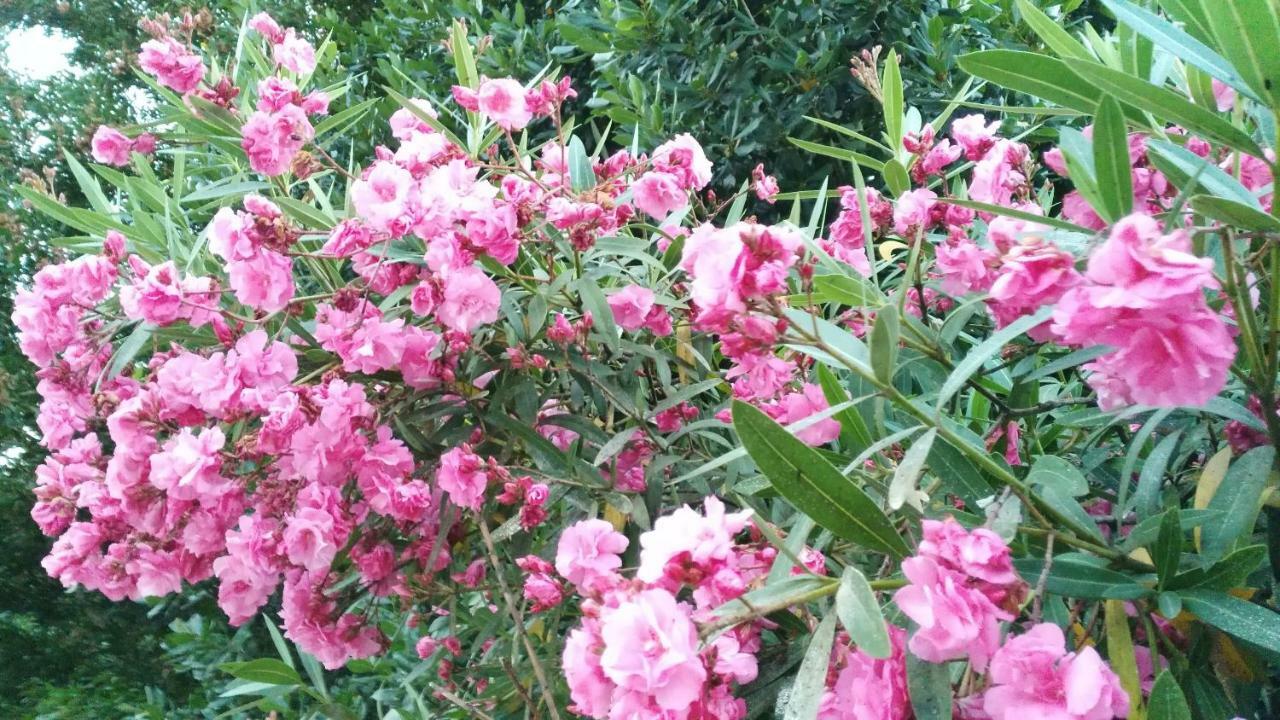 مبيت وإفطار فيلا نوفا دي بوياريس Quinta Do Outeiro المظهر الخارجي الصورة