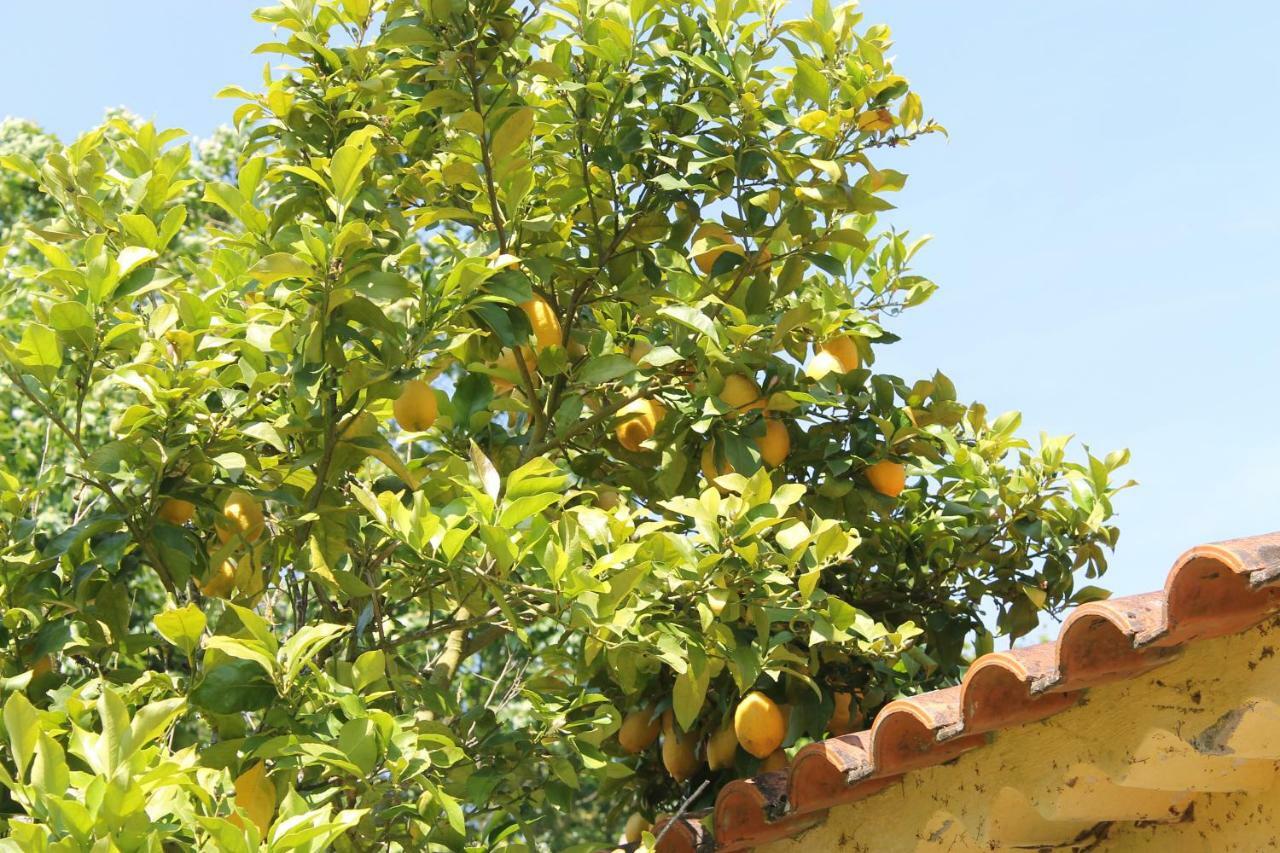 مبيت وإفطار فيلا نوفا دي بوياريس Quinta Do Outeiro المظهر الخارجي الصورة